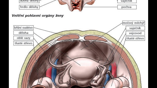 Pohlavní orgány ženy a muže - obrázek