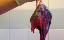 Plodový koláč - placenta - obrázek